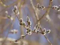 Константин Харитонов о чуде природы на праздник Введения в храм Пресвятой Богородицы konstantin haritonov o chude prirody na prazdnik vvedeniya v hram presvyatoj bogorodiczy-lavi-su-0
