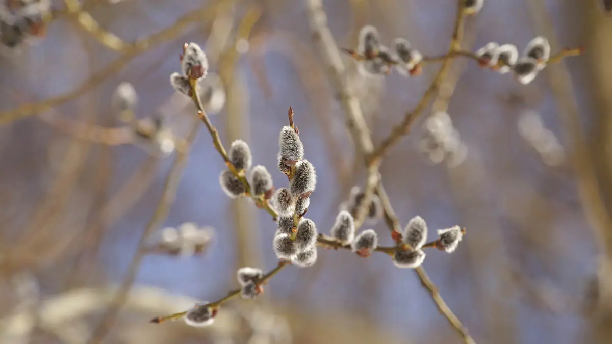 Протоиерей рассказал о необычном явлении на Введение в храм Пресвятой Богородицы