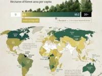 Лесное богатство России, Канады, Гайаны и Суринама — по версии ФАО lesnoe bogatstvo rossii kanady gajany i surinama po versii fao-lavi-su-0