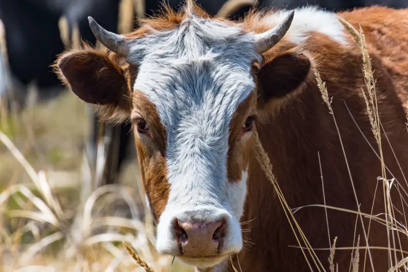 Фото: primamedia.ru