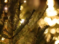 Руденко и Роскачество предупреждают о безопасности домашних животных с елками rudenko i roskachestvo preduprezhdayut o bezopasnosti domashnih zhivotnyh s elkami-lavi-su-0