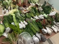 Таможенная служба Красноярска и Россельхознадзор защитили природу России от рисков! tamozhennaya sluzhba krasnoyarska i rosselhoznadzor zashhitili prirodu rossii ot riskov-lavi-su-0