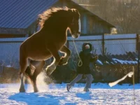Татьяна Мармилова рассказывает о судьбах лошадей конного театра "Альтер Эго" tatyana marmilova rasskazyvaet o sudbah loshadej konnogo teatra alter ego-lavi-su-0