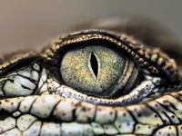 udivitelnaya istoriya vstrechi laksmana kalgi s krokodilom v maharashtre-lavi-su-0