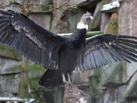 В Московском зоопарке поселились два андских кондора и ослик Жорик v moskovskom zooparke poselilis dva andskih kondora i oslik zhorik-lavi-su-0