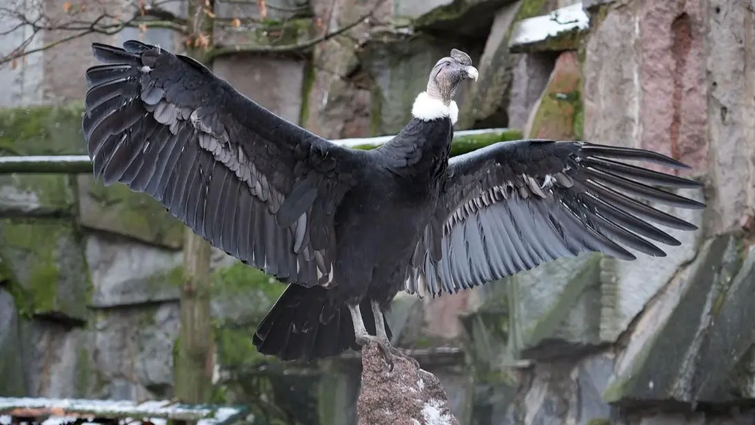 Два андских кондора поселились на старой территории Московского зоопарка