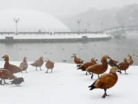 Евгений Тишковец рассказал о снежном великолепии в Центральной России evgenij tishkovecz rasskazal o snezhnom velikolepii v czentralnoj rossii-lavi-su-0