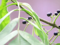 kak bulbily   obmanuli pticz-lavi-su-0