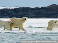 Как изменение климата влияет на популяции белых медведей Шпицбергена kak izmenenie klimata vliyaet na populyaczii belyh medvedej shpiczbergena-lavi-su-0