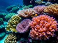 Оленерогие кораллы Большого Барьерного рифа побеждают потепление olenerogie korally bolshogo barernogo rifa pobezhdayut poteplenie-lavi-su-0