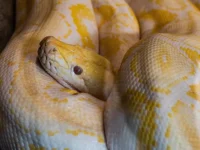 Рэйчел Блур в Брисбене проснулась рядом с ромбическим питоном rejchel blur v brisbene prosnulas ryadom s rombicheskim pitonom-lavi-su-0