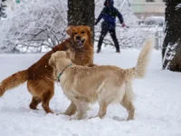 Синоптики Москвы обещают снег и лёгкие морозы у ВДНХ в январе sinoptiki moskvy obeshhayut sneg i lyogkie morozy u vdnh v yanvare-lavi-su-0