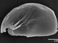 У Охридского озера МГУ открыл Alona begoniae – новый вид для науки! u ohridskogo ozera mgu otkryl novyj vid dlya nauki-lavi-su-0