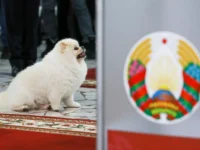 Зеленский: у пса Лукашенко Умки прав больше, чем у народа Беларуси zelenskij u psa lukashenko umki prav bolshe chem u naroda belarusi-lavi-su-0