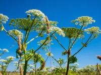 irina zuj rosselhoz usilit kontrol zemlevladelczev po borshheviku-lavi-su-0