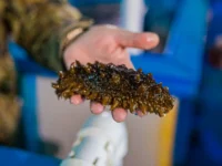 Марифарма и Елена Петухова развивают спортпит в Приморье marifarma i elena petuhova razvivayut sportpit v primore-lavi-su-0