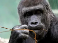 Московский зоопарк и «Активный гражданин» проведут месяц горилл moskovskij zoopark i aktivnyj grazhdanin provedut mesyacz gorill-lavi-su-0