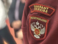 Случай лихорадки чикунгунья у москвички после Сейшел-Роспотребнадзор sluchaj lihoradki chikungunya u moskvichki posle sejshelrospotrebnadzor-lavi-su-0