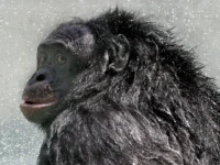 udivitelnye otkrytiya  o voobrazhenii obezyan kanzi i bonobo-lavi-su-0
