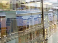 Университет Глазго и музей Хантера: новая история риновируса А universitet glazgo i muzej hantera novaya istoriya rinovirusa a-lavi-su-0