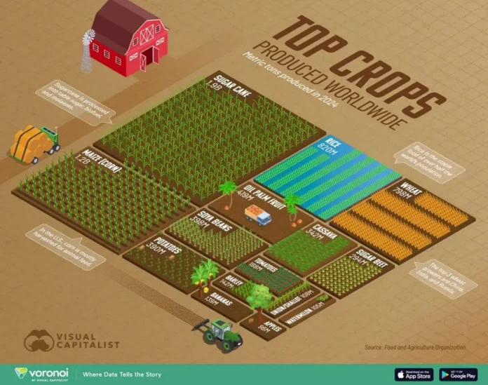 v 2024 godu ozhidayutsya rekordnye urozhai sahara kukuruzy psheniczy-lavi-su-0