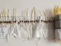 fitoekspertiza i klubnevoj analiz v sverdlovskom rosselhozczentre-lavi-su-0