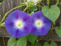 ipomeya tryohczvetnaya  ugolovnaya otvetstvennost sovety olesi slezkinoj-lavi-su-0