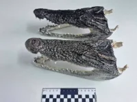 novosibirecz udivil tamozhennikov  privezya golovy krokodilov iz tailanda-lavi-su-0