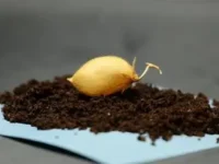 Техасский университет вырастил нут в лунном грунте для Артемиды-II tehasskij universitet vyrastil nut v lunnom grunte dlya artemidy-lavi-su-0