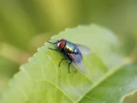biologi spbgu i sergej chernysh nashli spasenie ot opasnyh superbakterij-lavi-su-0