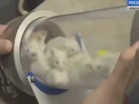 Сергей Аньков и ученые Академгородка создают ингалятор от туберкулеза sergej ankov i uchenye akademgorodka sozdayut ingalyator ot tuberkuleza-lavi-su-0