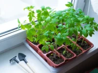 gosduma i chaplin dali sovety kogda sazhat ogurczy tomaty kabachki-lavi-su-0