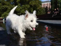 Метео о майской жаре в Москве до 30 градусов и мнения экспертов meteo o majskoj zhare v moskve do 30 gradusov i mneniya ekspertov-lavi-su-0