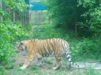 Амурский тигр из Приморья обретет дом в зоопарке Комсомольска-на-Амуре amurskij tigr iz primorya obretet dom v zooparke komsomolskanaamure-lavi-su-0