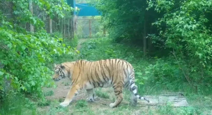 amurskij tigr iz primorya obretet dom v zooparke komsomolskanaamure-lavi-su-0