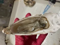 Институт Ковалевского изучает устойчивость устриц благодаря РНФ institut kovalevskogo izuchaet ustojchivost ustricz blagodarya rnf-lavi-su-0
