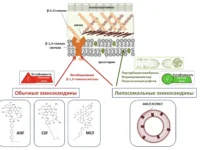 rnf podderzhal liposomalnye podhody v borbe s kandidoj-lavi-su-0