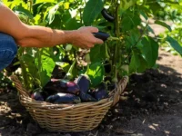 rosselhoznadzor i armeniya delayut shagi k bezopasnym agropostavkam-lavi-su-0