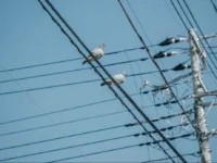 Ингурская ГЭС и Минэнерго восстановили электроснабжение ingurskaya ges i minenergo vosstanovili elektrosnabzhenie-lavi-su-0