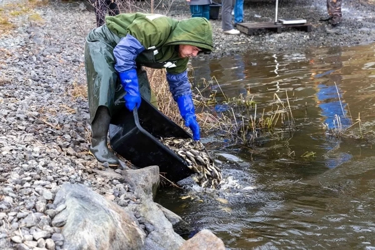 Масштабное восполнение водных биоресурсов в Волчихинском водохранилище 5c1e9617-25be-421e-bef1-ba111415b410-6777f206