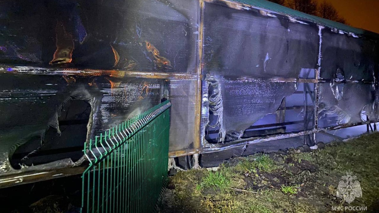 Шесть зебр погибли при пожаре в зоопарке под Белгородом