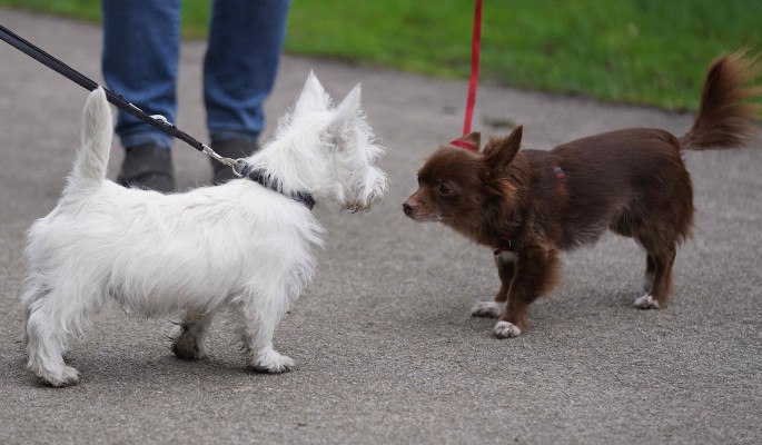 Москвичка через суд вернула любимого питомца после расставания с бойфрендом 0e28363f-9d35-4ce3-b96a-0b45649b593f-67f8686d