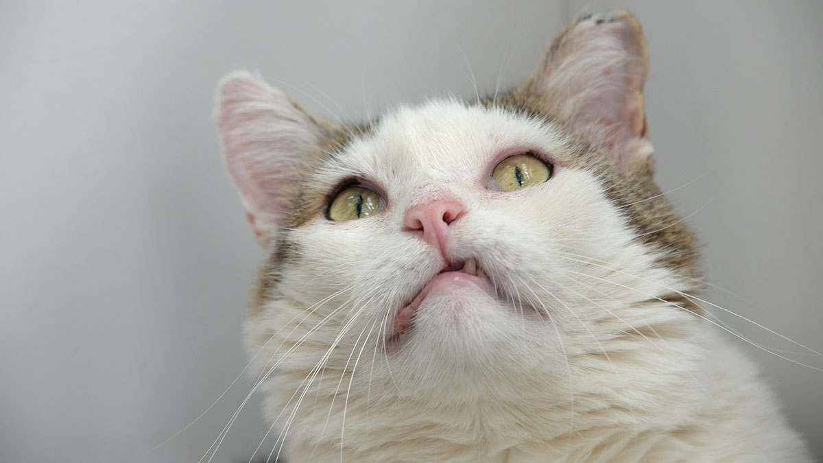 Приют предложил акцию по кастрации названных именами бывших котов к 14 февраля