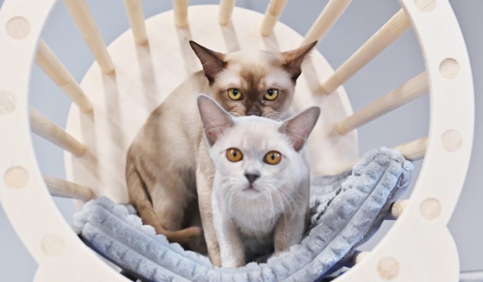 Ее киски в зоне риска: животные Ксении Качалиной вновь оказались бездомными