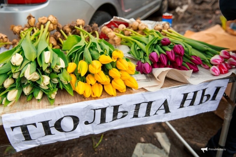Тюльпаны Илья Аверьянов, ИА PrimaMedia