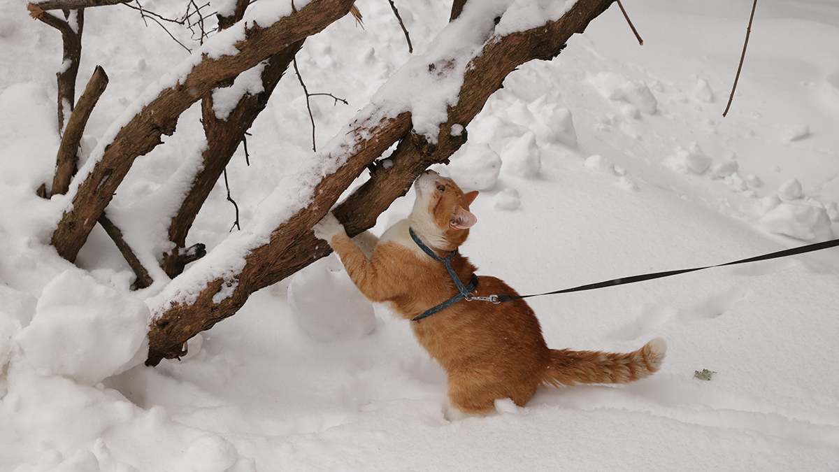 Праздники 4 марта