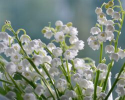 landysh majskij raduet moskvu vyhodom iz krasnoj knigi blagodarya vosstanovleniyu-signaldaily-ru-174288522200-0