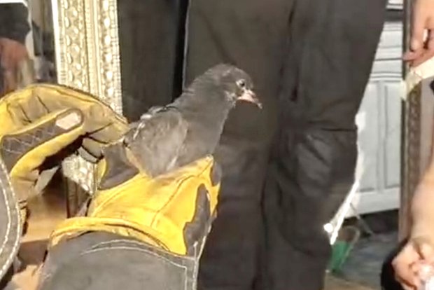 Вводная картинка