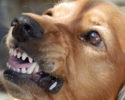 policziya vladivostoka i primorskogo kraya operativno rassleduet inczidenty s napadeniyami-signaldaily-ru-174283002800-0