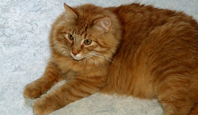 Богатые и знаменитые: пушистые коты, затмившие своих звездных хозяев